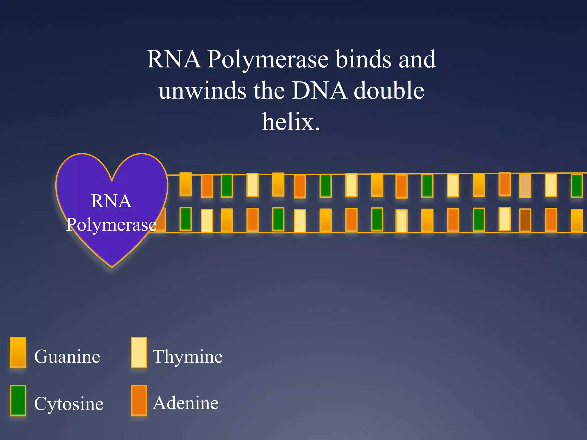 RNA Polymerase binds and
unwinds the DNA double
helix.
RNA
Polymerase
Guanine
Cytosine
Thymine
Adenine
 