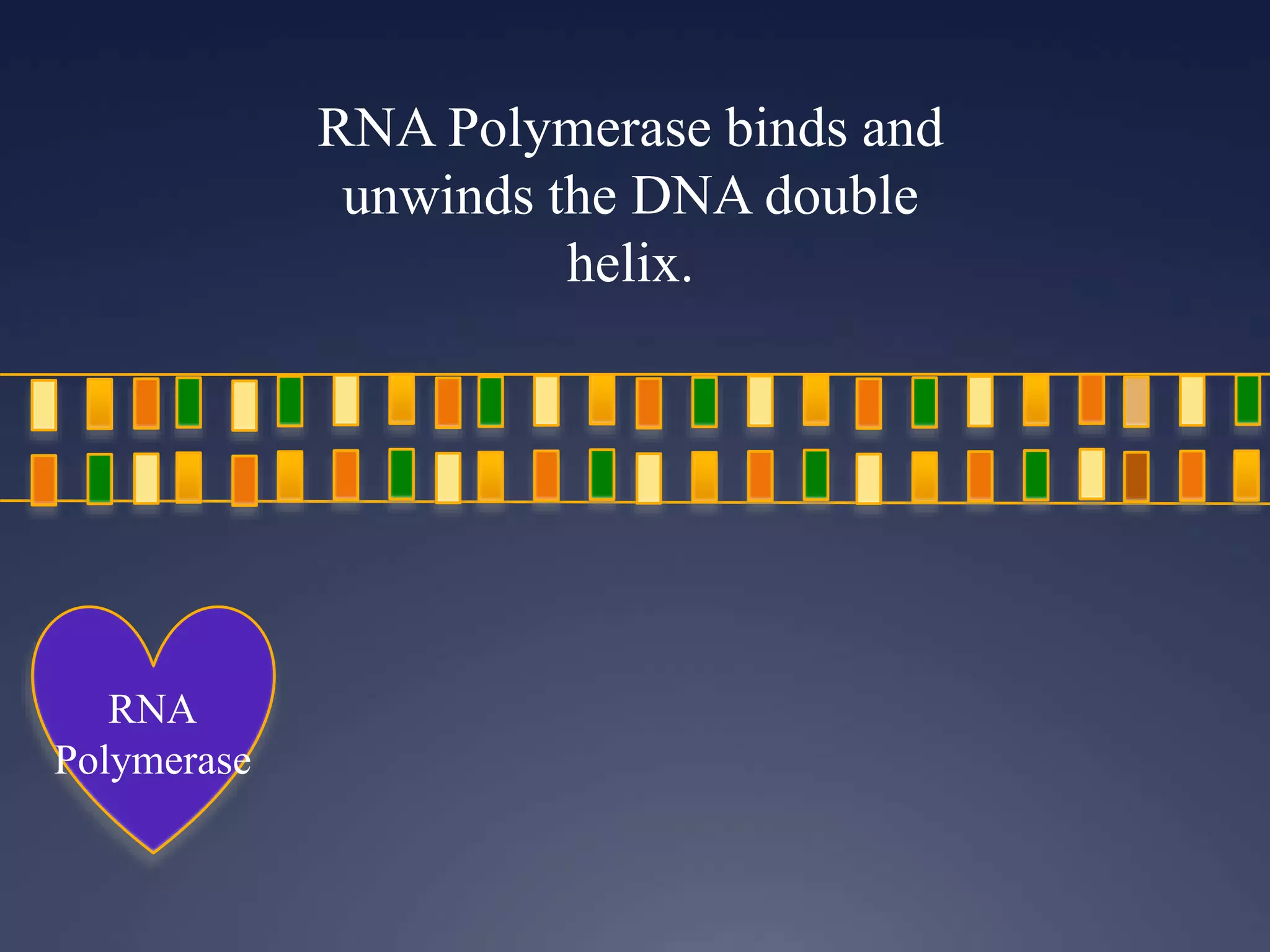 RNA Polymerase binds and
unwinds the DNA double
helix.
RNA
Polymerase
 