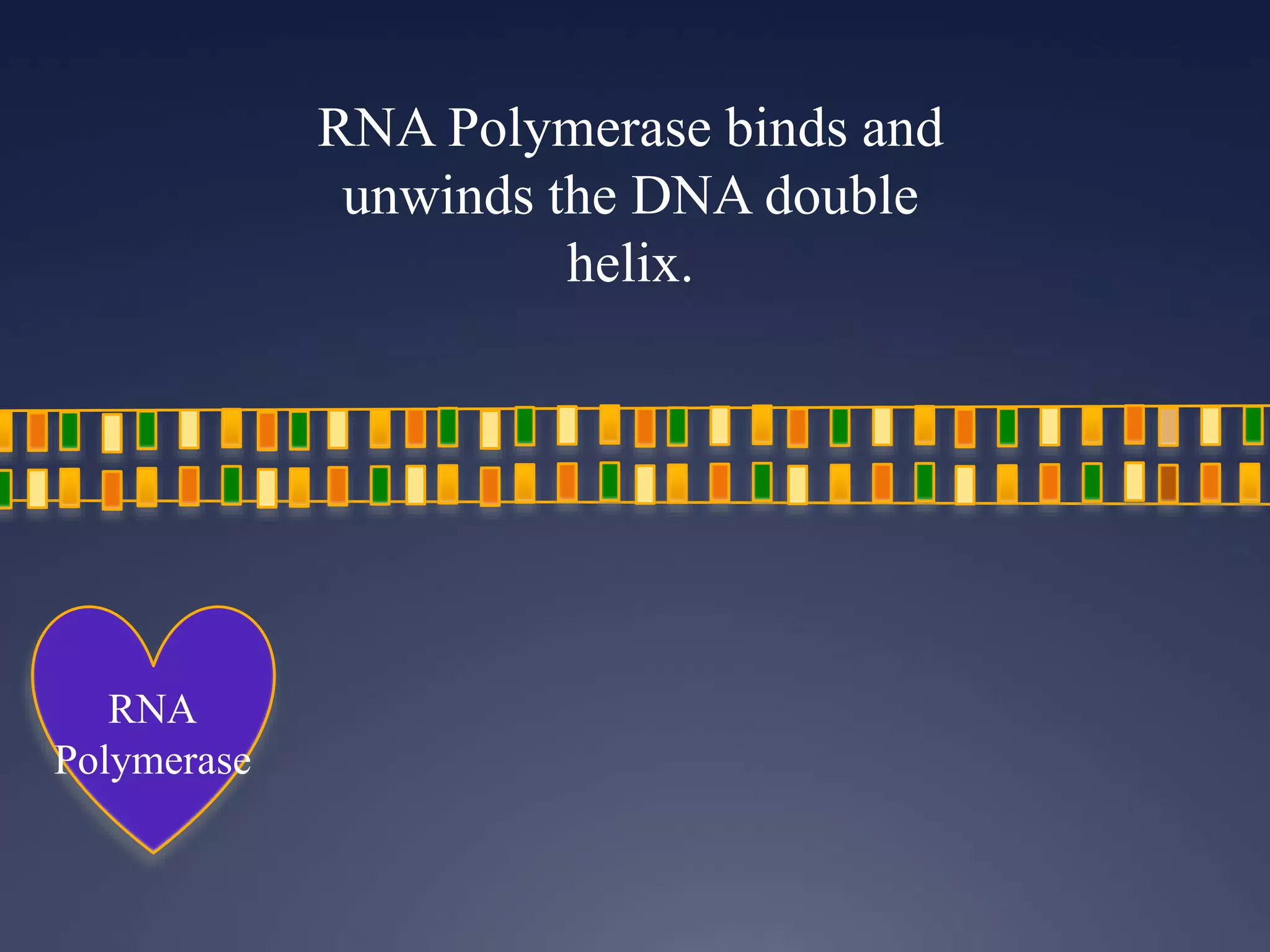 RNA Polymerase binds and
unwinds the DNA double
helix.
RNA
Polymerase
 