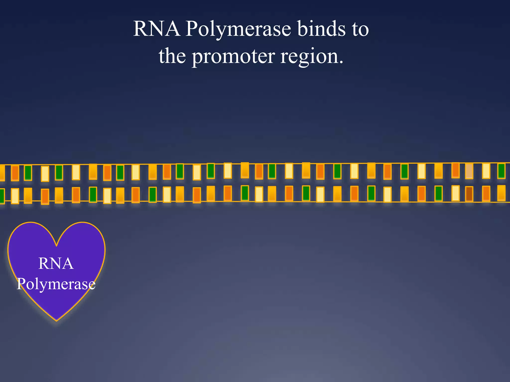 RNA Polymerase binds to
the promoter region.
RNA
Polymerase
 