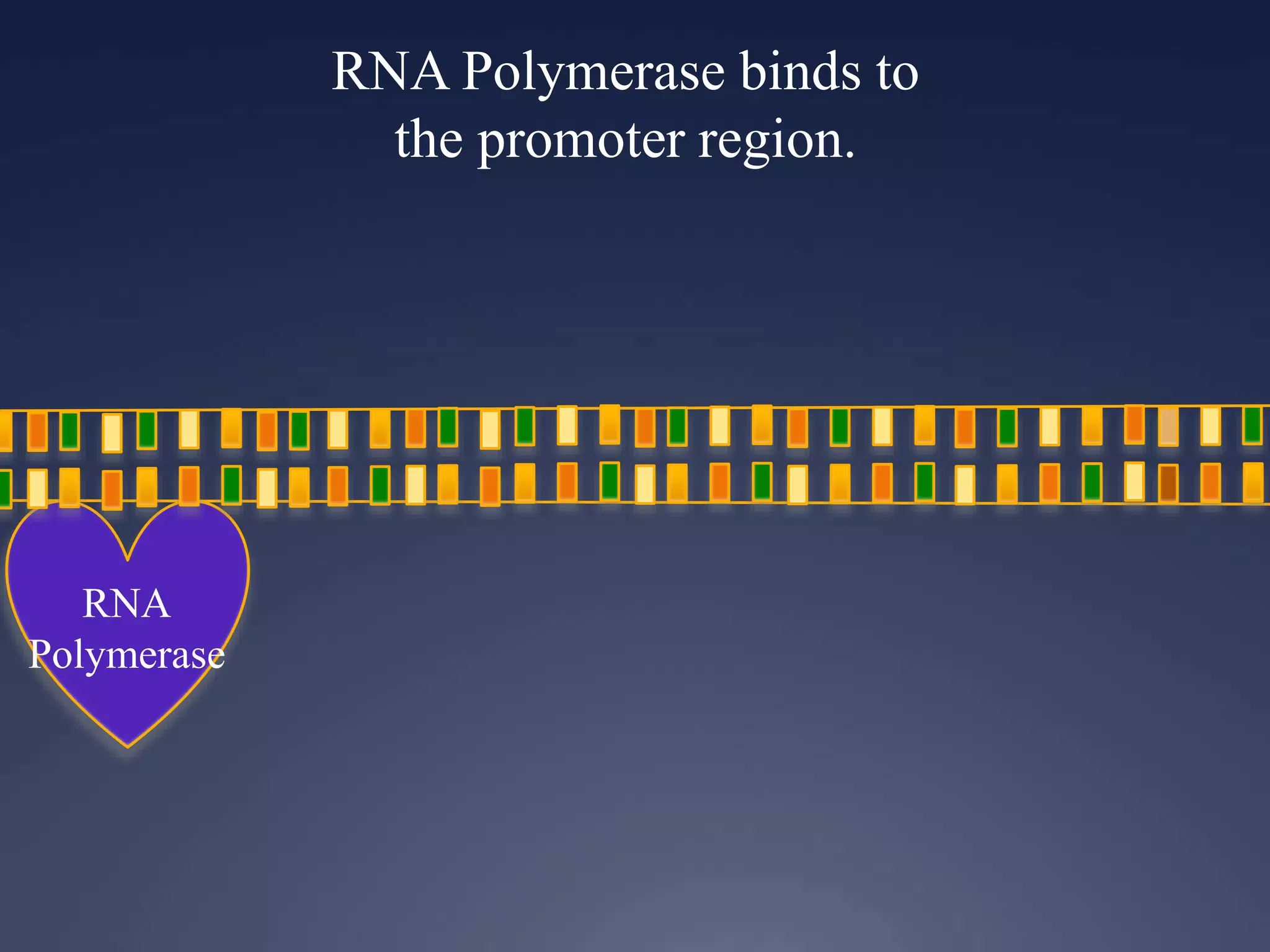 RNA Polymerase binds to
the promoter region.
RNA
Polymerase
 