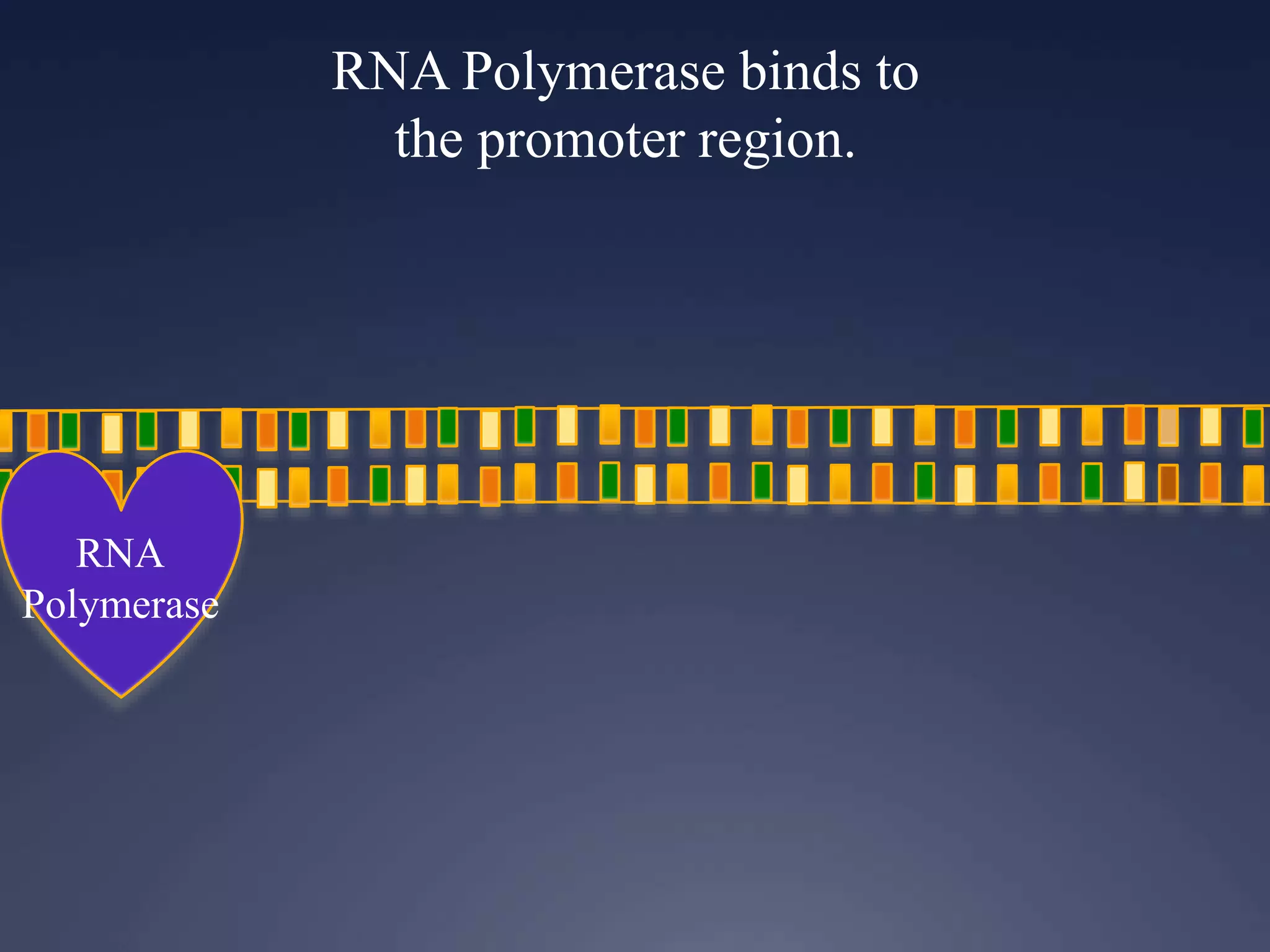 RNA Polymerase binds to
the promoter region.
RNA
Polymerase
 
