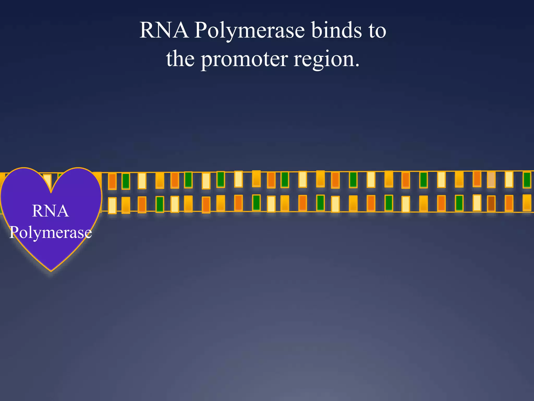 RNA Polymerase binds to
the promoter region.
RNA
Polymerase
 