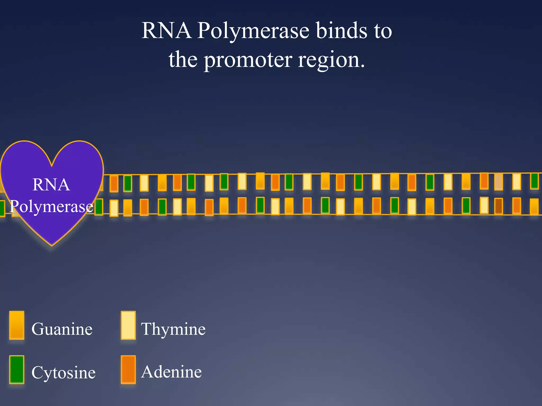 RNA Polymerase binds to
the promoter region.
RNA
Polymerase
Guanine
Cytosine
Thymine
Adenine
 