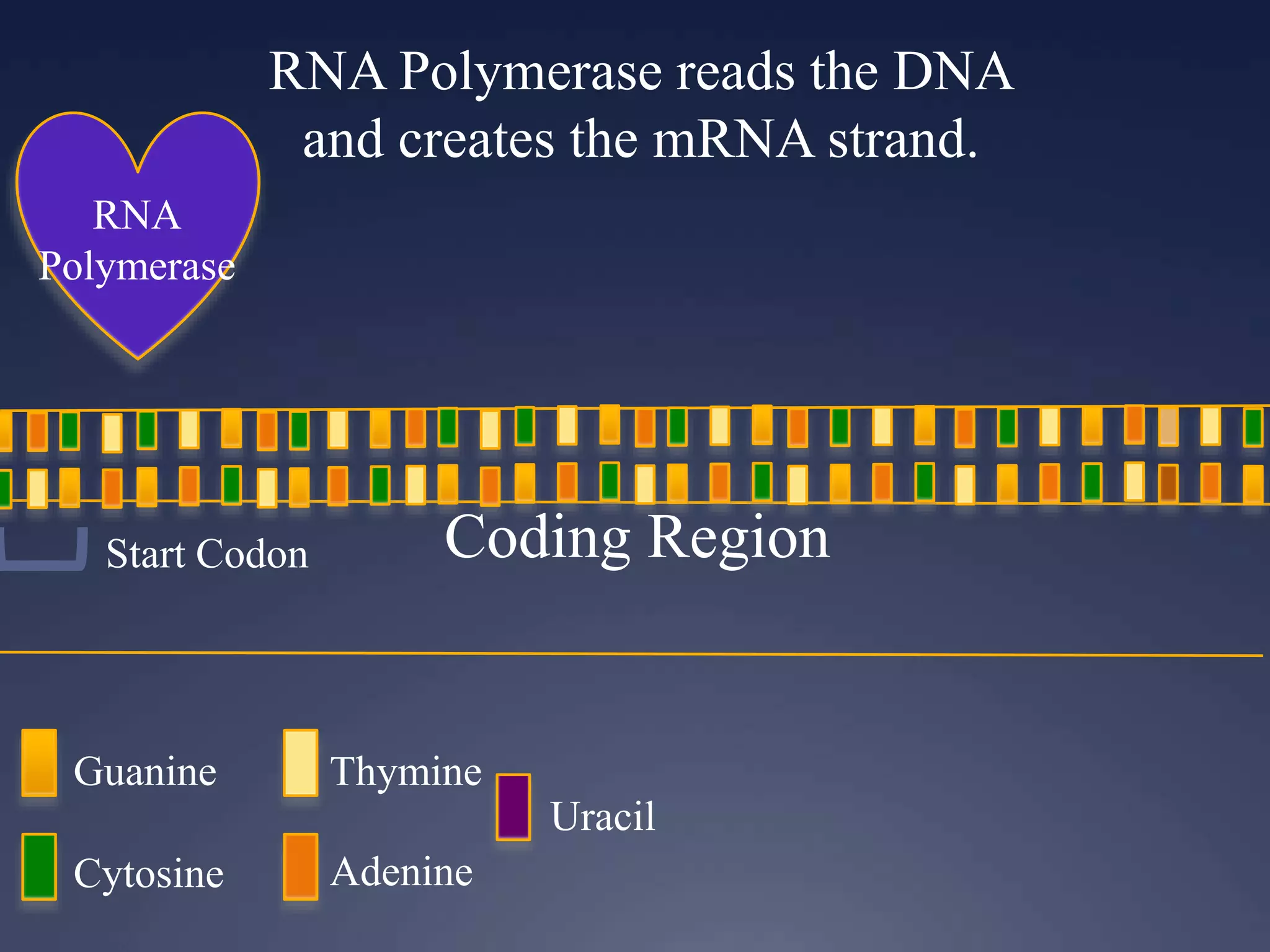 RNA Polymerase reads the DNA
and creates the mRNA strand.
RNA
Polymerase
Guanine
Cytosine
Thymine
Adenine
Uracil
Start Codon Coding Region
 