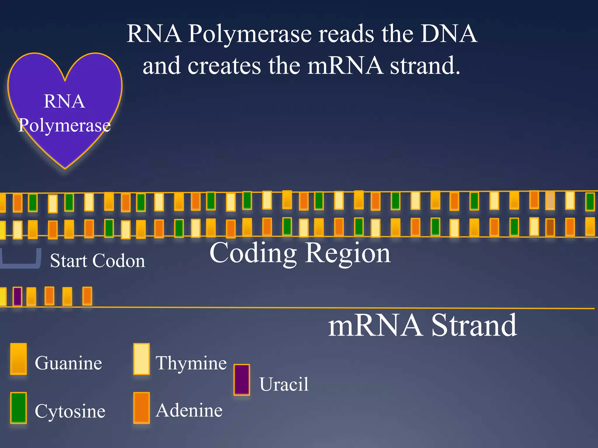RNA Polymerase reads the DNA
and creates the mRNA strand.
RNA
Polymerase
Guanine
Cytosine
Thymine
Adenine
Uracil
Start Codon Coding Region
mRNA Strand
 