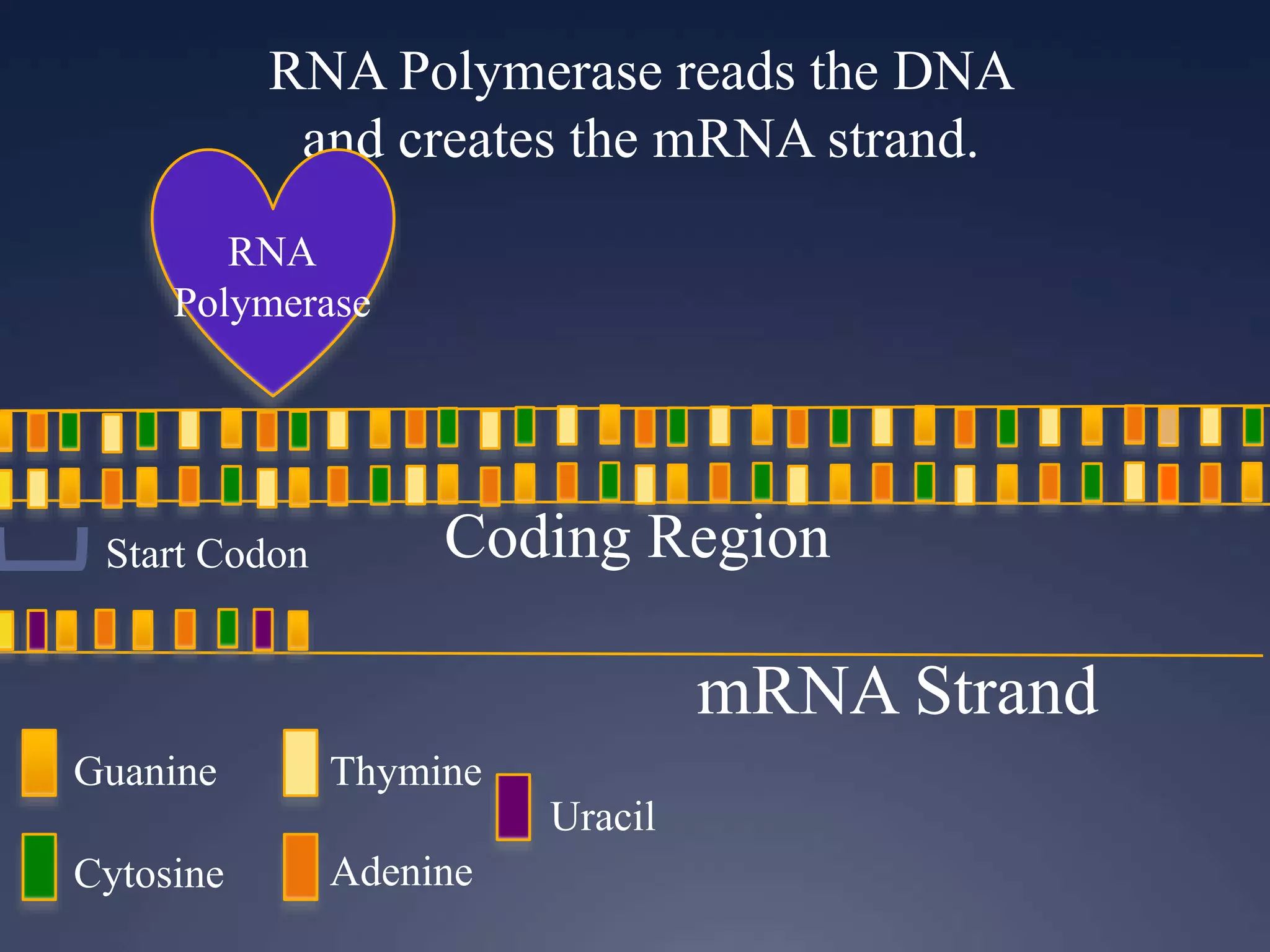RNA Polymerase reads the DNA
and creates the mRNA strand.
RNA
Polymerase
Guanine
Cytosine
Thymine
Adenine
Uracil
Start Codon Coding Region
mRNA Strand
 