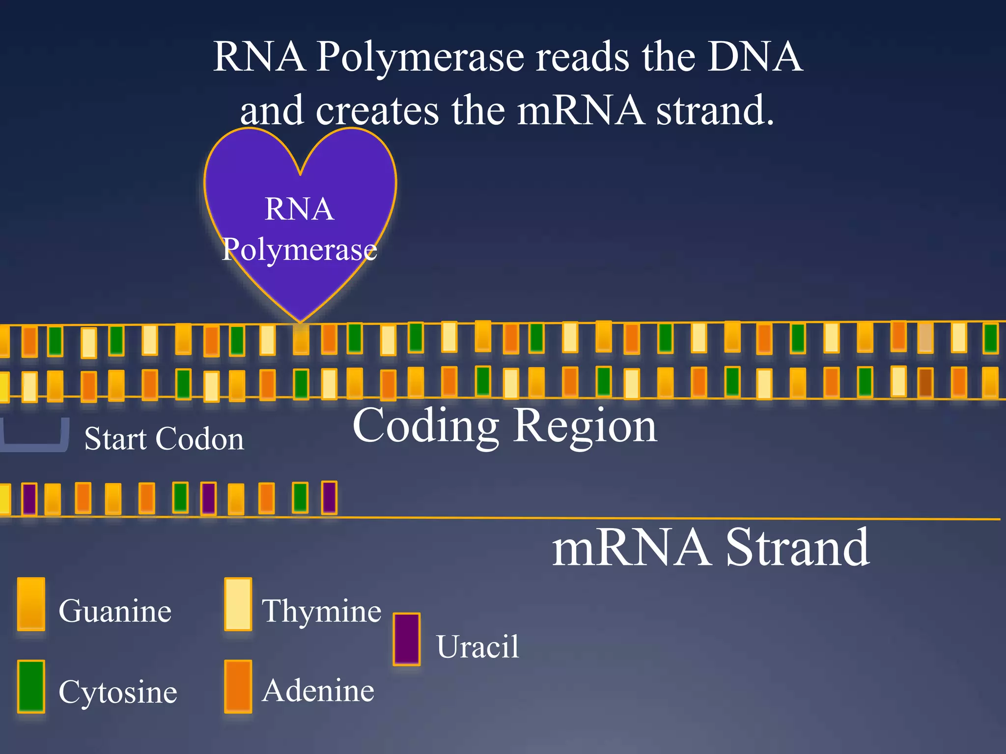 RNA Polymerase reads the DNA
and creates the mRNA strand.
RNA
Polymerase
Guanine
Cytosine
Thymine
Adenine
Uracil
Start Codon Coding Region
mRNA Strand
 
