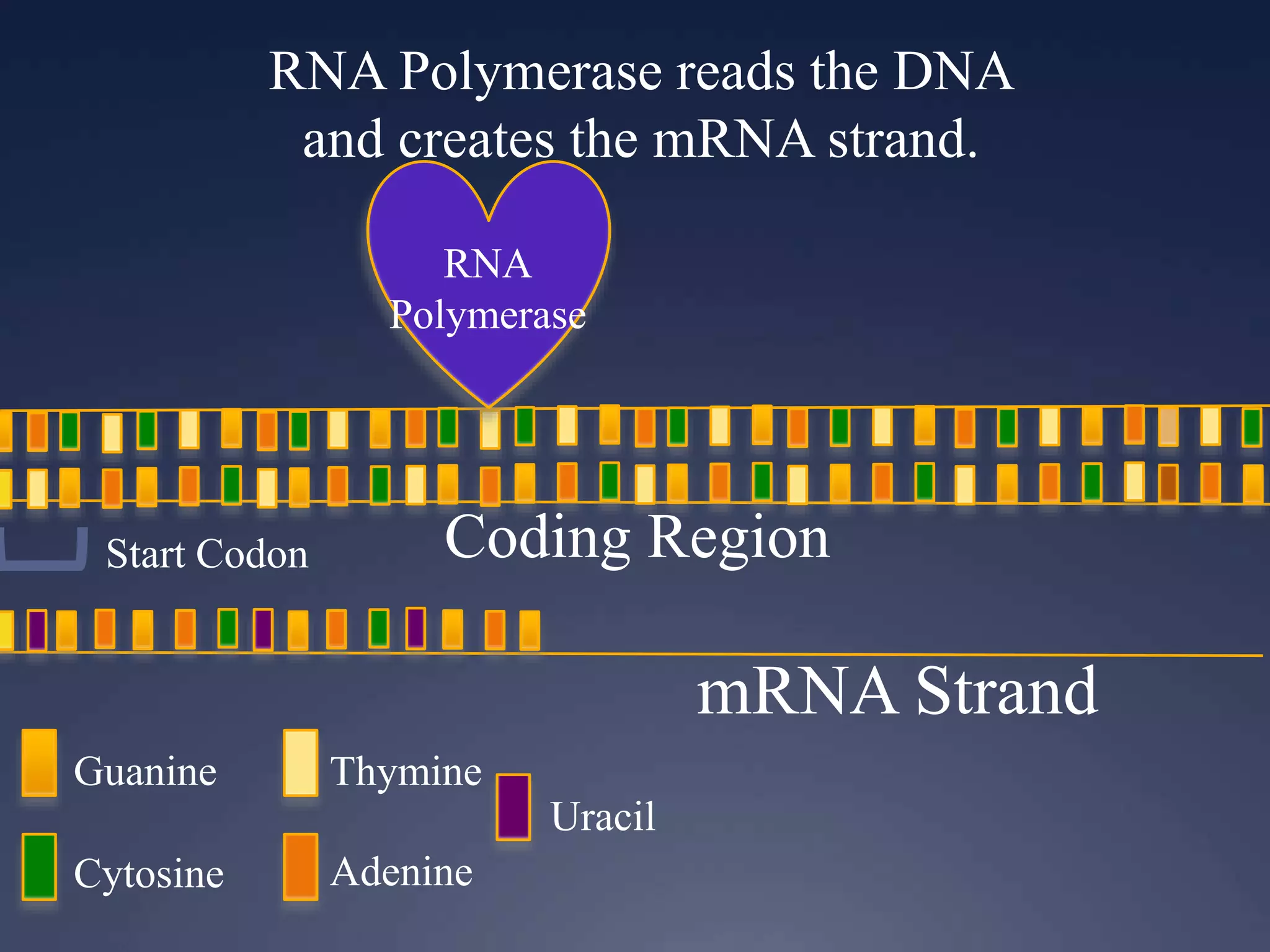 RNA Polymerase reads the DNA
and creates the mRNA strand.
RNA
Polymerase
Guanine
Cytosine
Thymine
Adenine
Uracil
Start Codon Coding Region
mRNA Strand
 