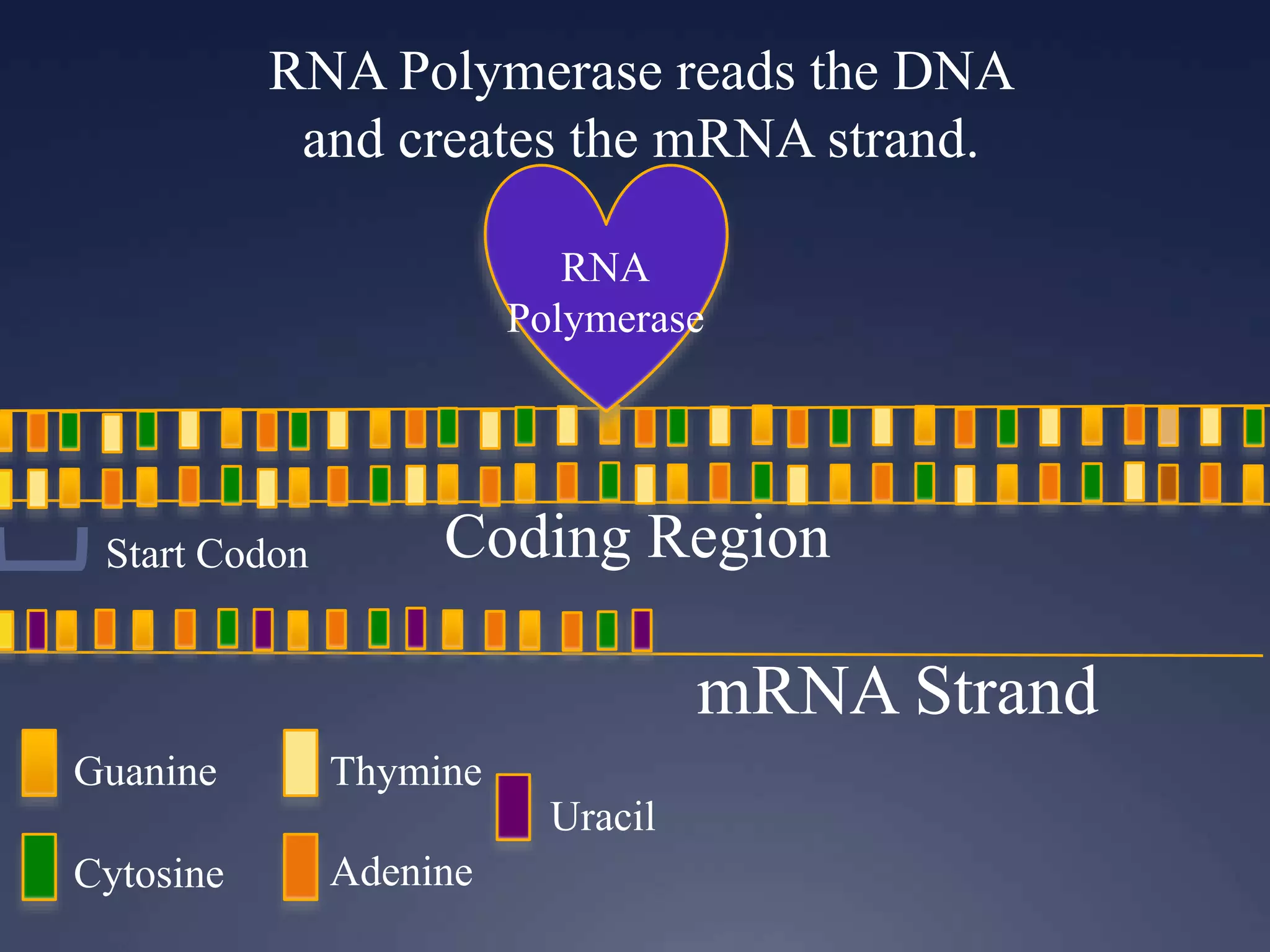 RNA Polymerase reads the DNA
and creates the mRNA strand.
RNA
Polymerase
Guanine
Cytosine
Thymine
Adenine
Uracil
Start Codon Coding Region
mRNA Strand
 