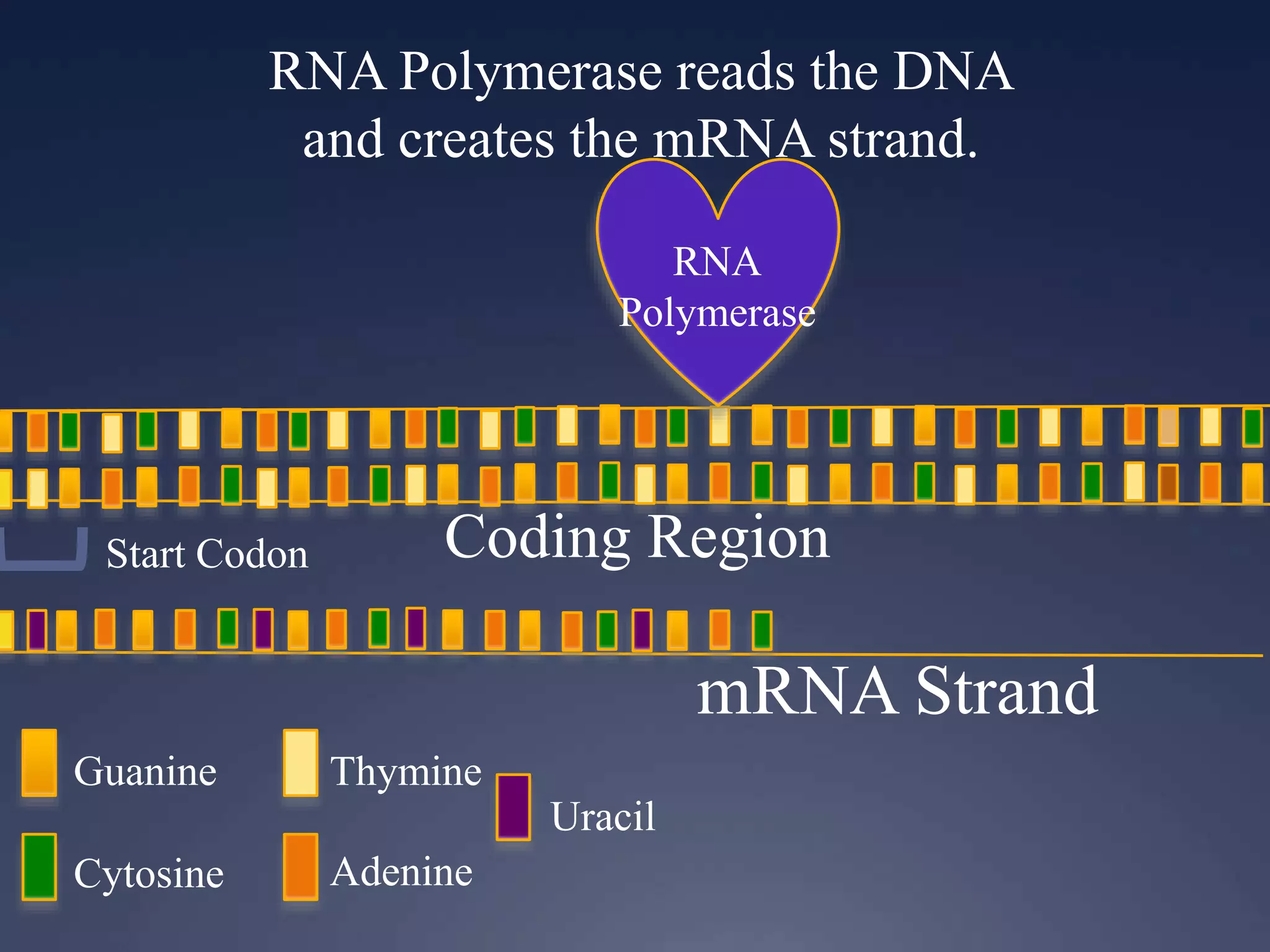 RNA Polymerase reads the DNA
and creates the mRNA strand.
RNA
Polymerase
Guanine
Cytosine
Thymine
Adenine
Uracil
Start Codon Coding Region
mRNA Strand
 