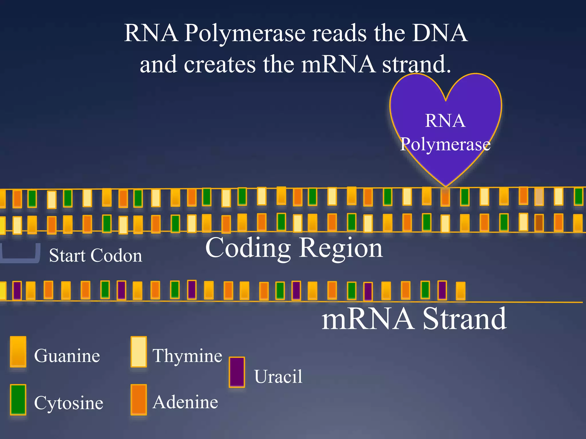 RNA Polymerase reads the DNA
and creates the mRNA strand.
RNA
Polymerase
Guanine
Cytosine
Thymine
Adenine
Uracil
Start Codon Coding Region
mRNA Strand
 
