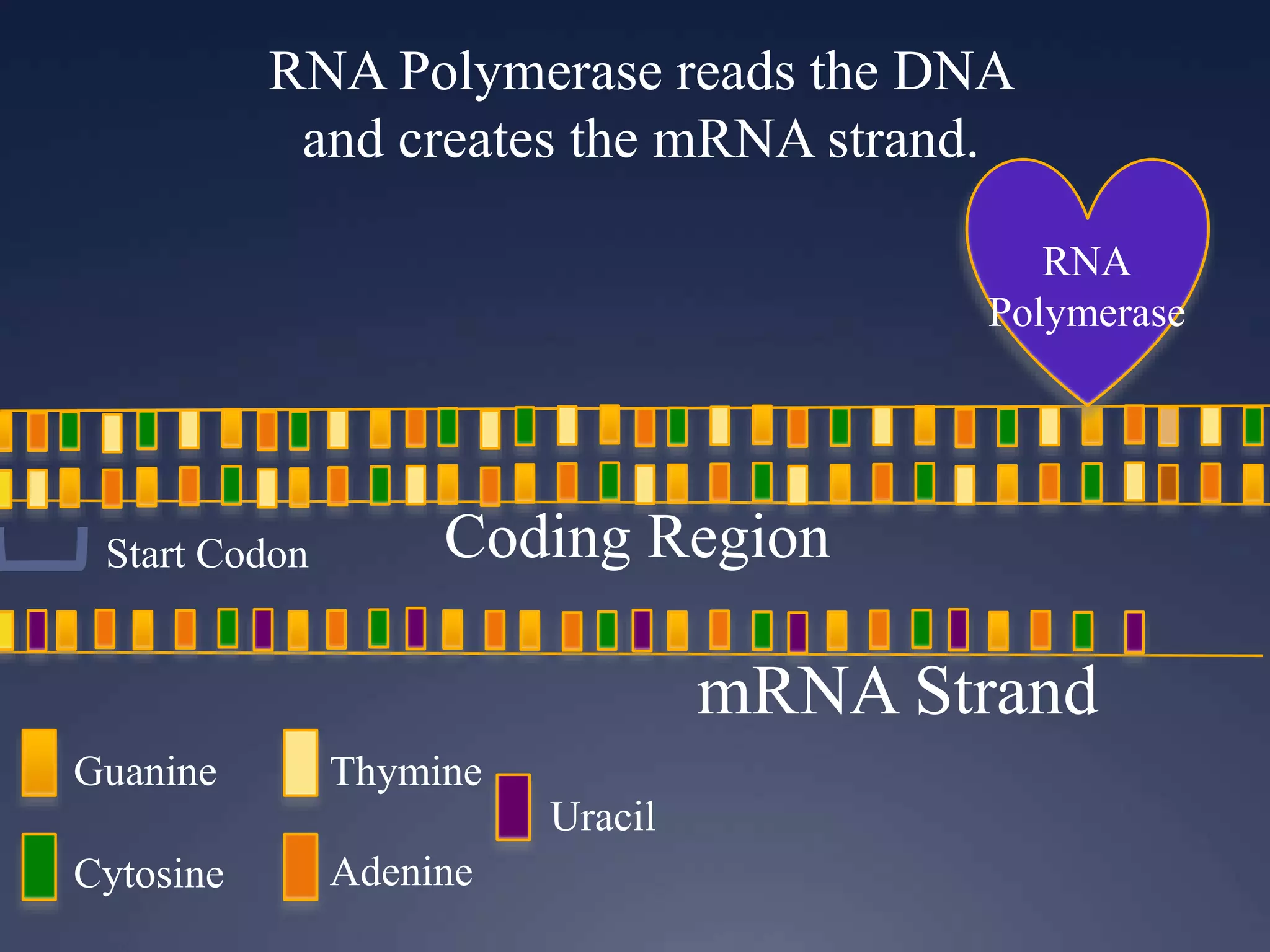 RNA Polymerase reads the DNA
and creates the mRNA strand.
RNA
Polymerase
Guanine
Cytosine
Thymine
Adenine
Uracil
Start Codon Coding Region
mRNA Strand
 