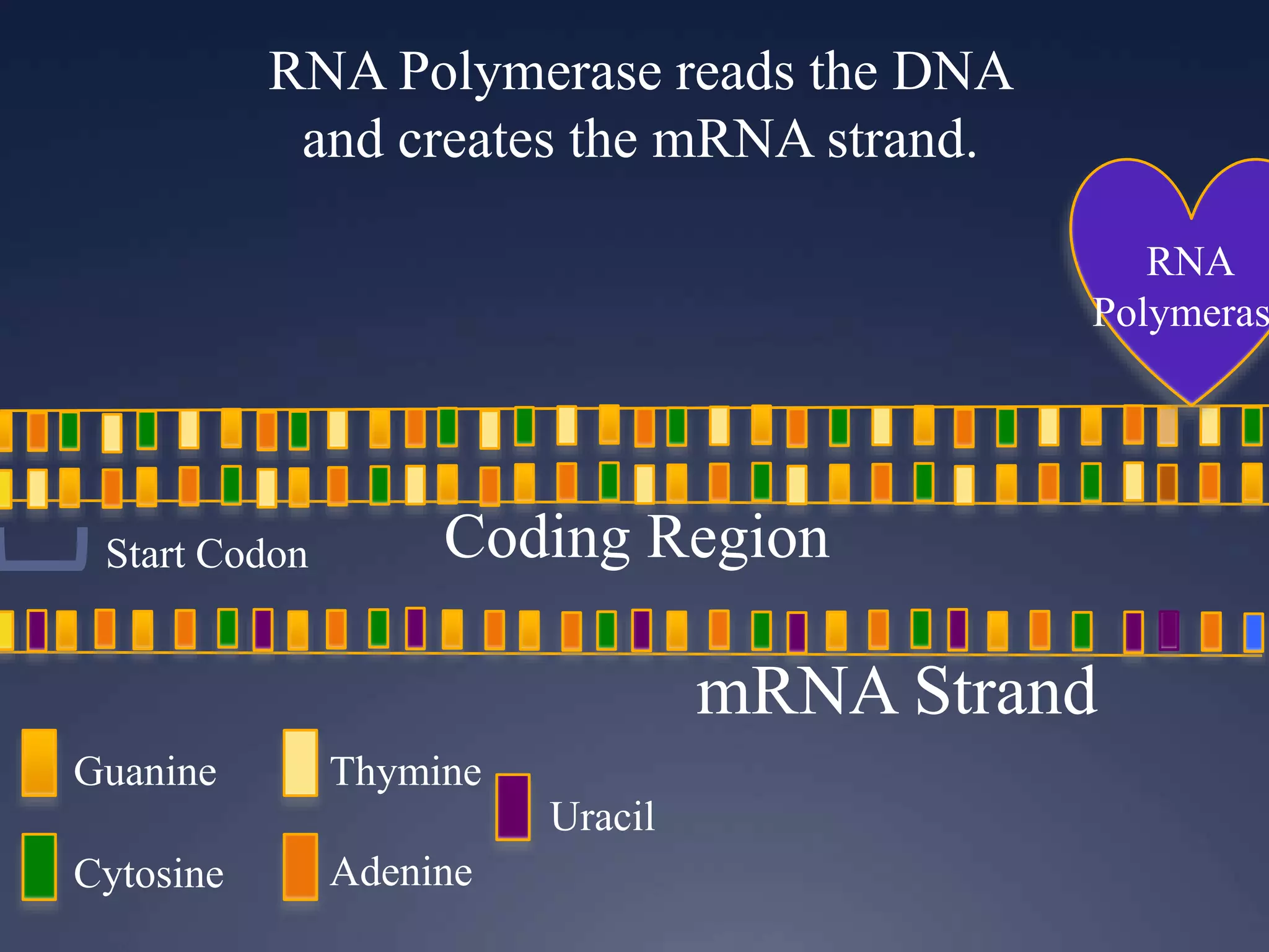 RNA Polymerase reads the DNA
and creates the mRNA strand.
RNA
Polymeras
Guanine
Cytosine
Thymine
Adenine
Uracil
Start Codon Coding Region
mRNA Strand
 