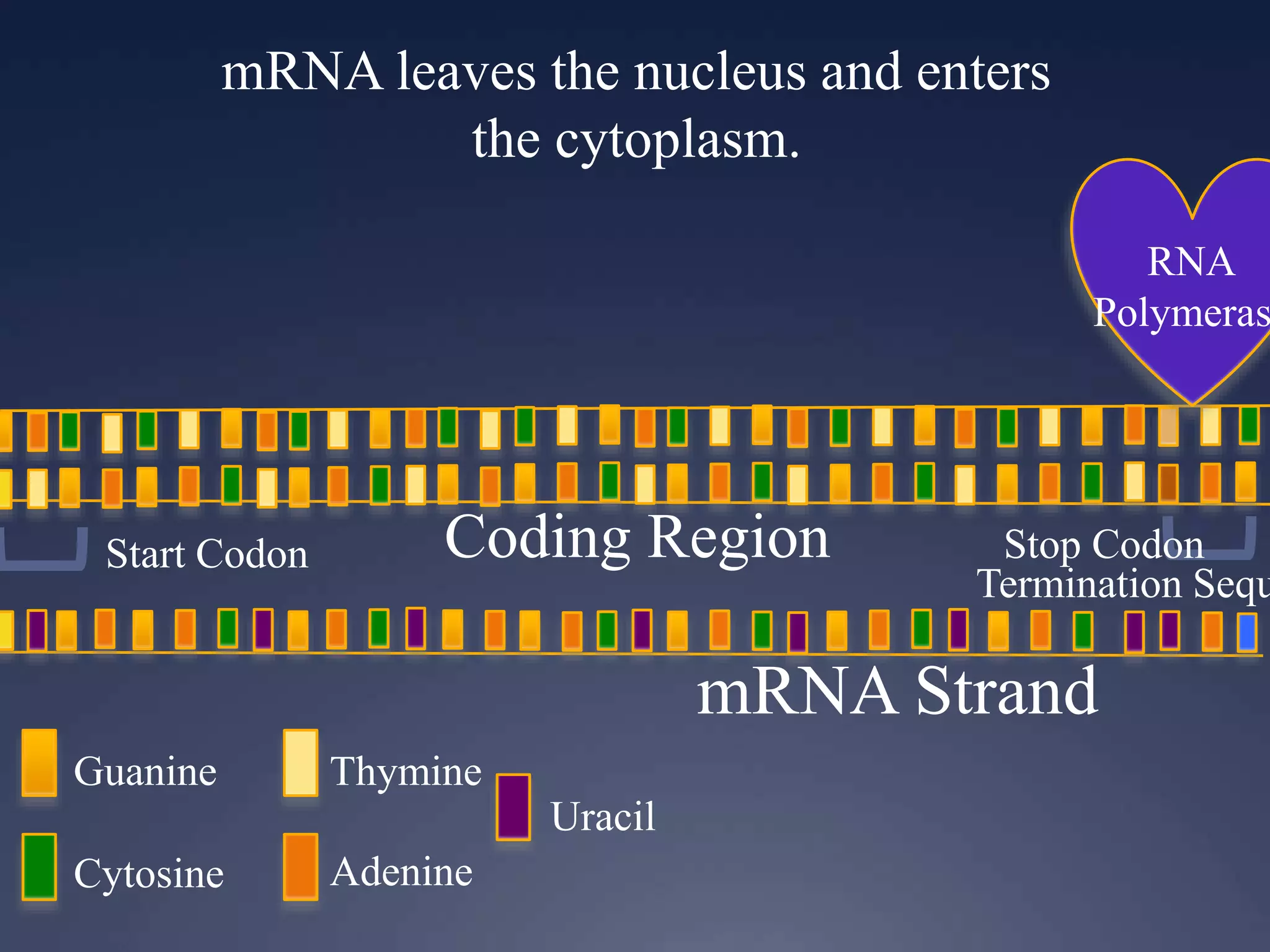 mRNA leaves the nucleus and enters
the cytoplasm.
RNA
Polymeras
Guanine
Cytosine
Thymine
Adenine
Uracil
Start Codon Stop CodonCoding Region
mRNA Strand
Termination Sequ
 