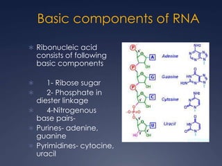 RNA and Protein Synthesis | PPT