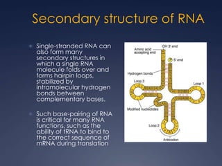 Rna Strand Database RNA and Protein Synthesis | PPT