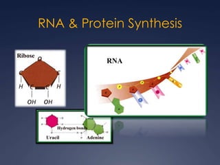 RNA & Protein Synthesis
Uracil
Hydrogen bonds
Adenine
Ribose
RNA
 