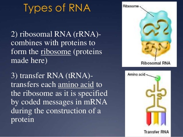 rna and protein synthesis combines with protein to form the 2 ribosomal subunits