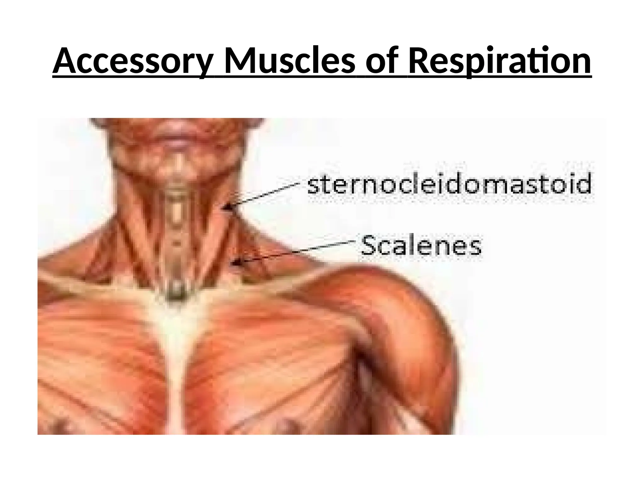 Accessory Muscles of Respiration
 