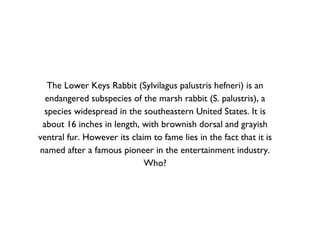 The Lower Keys Rabbit (Sylvilagus palustris hefneri) is an endangered subspecies of the marsh rabbit (S. palustris), a species widespread in the southeastern United States. It is about 16 inches in length, with brownish dorsal and grayish ventral fur. However its claim to fame lies in the fact that it is named after a famous pioneer in the entertainment industry. Who? 