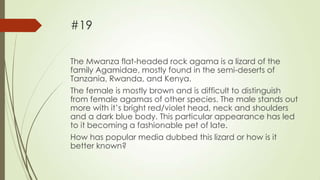 #19
The Mwanza flat-headed rock agama is a lizard of the
family Agamidae, mostly found in the semi-deserts of
Tanzania, Rwanda, and Kenya.
The female is mostly brown and is difficult to distinguish
from female agamas of other species. The male stands out
more with it‟s bright red/violet head, neck and shoulders
and a dark blue body. This particular appearance has led
to it becoming a fashionable pet of late.
How has popular media dubbed this lizard or how is it
better known?

 