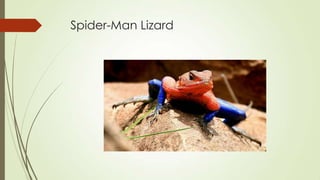 Spider-Man Lizard

 