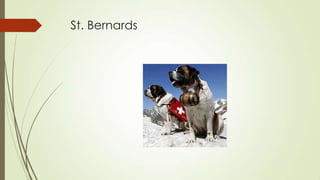 St. Bernards

 