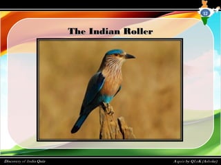 The Indian RollerThe Indian Roller
12
 