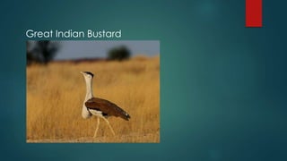 Great Indian Bustard
 
