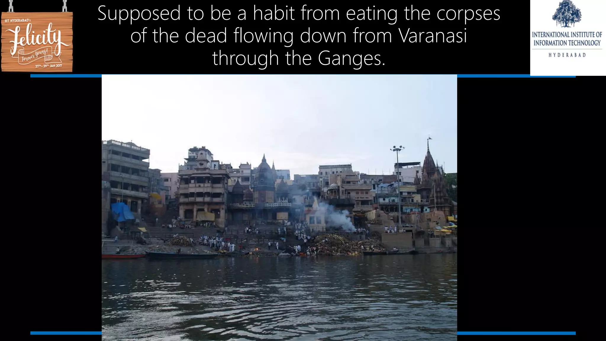 Supposed to be a habit from eating the corpses
of the dead flowing down from Varanasi
through the Ganges.
 