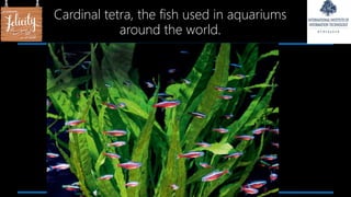 Cardinal tetra, the fish used in aquariums
around the world.
 