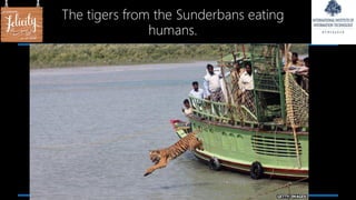 The tigers from the Sunderbans eating
humans.
 