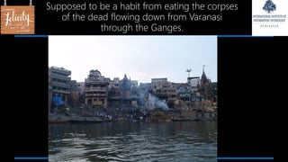 Supposed to be a habit from eating the corpses
of the dead flowing down from Varanasi
through the Ganges.
 