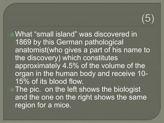 What “small island” was discovered in
1869 by this German pathological
anatomist(who gives a part of his name to
the discovery) which constitutes
approximately 4.5% of the volume of the
organ in the human body and receive 10-
15% of its blood flow.
The pic. on the left shows the biologist
and the one on the right shows the same
region for a mice.
 