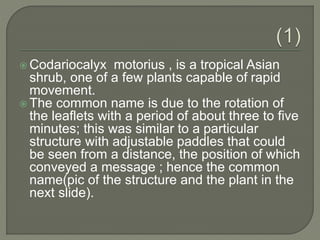  Codariocalyx motorius , is a tropical Asian
shrub, one of a few plants capable of rapid
movement.
 The common name is due to the rotation of
the leaflets with a period of about three to five
minutes; this was similar to a particular
structure with adjustable paddles that could
be seen from a distance, the position of which
conveyed a message ; hence the common
name(pic of the structure and the plant in the
next slide).
 