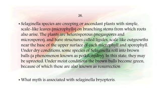 26.
• Selaginella species are creeping or ascendant plants with simple,
scale-like leaves (microphylls) on branching stems from which roots
also arise. The plants are heterosporous (megaspores and
microspores), and have structures called ligules, scale like outgrowths
near the base of the upper surface of each microphyll and sporophyll.
Under dry conditions, some species of Selaginella roll into brown
balls (a phenomenon known as poikilohydry). In this state, they may
be uprooted. Under moist conditions the brown balls become green,
because of which these are also known as resurrection
• What myth is associated with selaginella bryopteris.
 