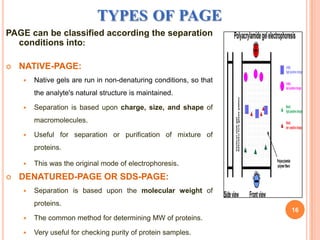 TYPES OF PAGE
PAGE can be classified according the separation
conditions into:


NATIVE-PAGE:


Native gels are run in non-denaturing conditions, so that
the analyte's natural structure is maintained.



Separation is based upon charge, size, and shape of
macromolecules.



Useful for separation or purification of mixture of
proteins.





This was the original mode of electrophoresis.

DENATURED-PAGE OR SDS-PAGE:


Separation is based upon the molecular weight of
proteins.
16



The common method for determining MW of proteins.



Very useful for checking purity of protein samples.

 