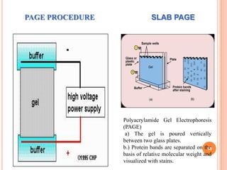 PAGE PROCEDURE

SLAB PAGE

Polyacrylamide Gel Electrophoresis
(PAGE)
a) The gel is poured vertically
between two glass plates.
b.) Protein bands are separated on the
18
basis of relative molecular weight and
visualized with stains.

 