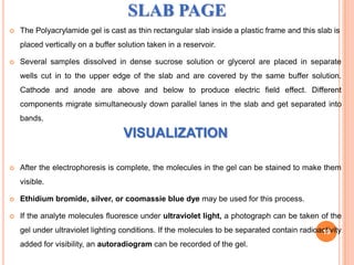 SLAB PAGE


The Polyacrylamide gel is cast as thin rectangular slab inside a plastic frame and this slab is
placed vertically on a buffer solution taken in a reservoir.



Several samples dissolved in dense sucrose solution or glycerol are placed in separate
wells cut in to the upper edge of the slab and are covered by the same buffer solution.

Cathode and anode are above and below to produce electric field effect. Different
components migrate simultaneously down parallel lanes in the slab and get separated into
bands.

VISUALIZATION


After the electrophoresis is complete, the molecules in the gel can be stained to make them
visible.



Ethidium bromide, silver, or coomassie blue dye may be used for this process.



If the analyte molecules fluoresce under ultraviolet light, a photograph can be taken of the
gel under ultraviolet lighting conditions. If the molecules to be separated contain radioactivity
19
added for visibility, an autoradiogram can be recorded of the gel.

 