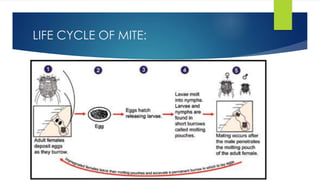 LIFE CYCLE OF MITE:
 