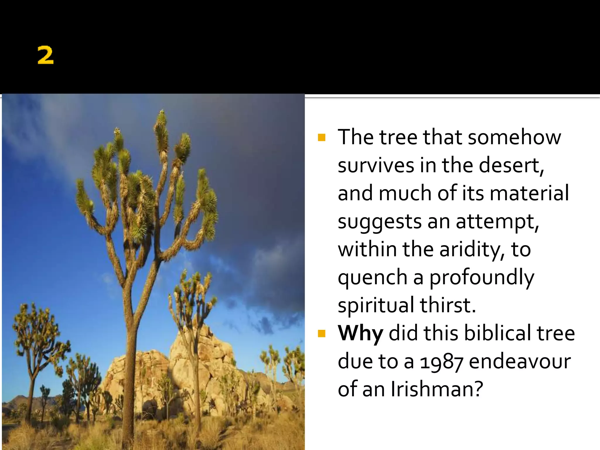  The tree that somehow
survives in the desert,
and much of its material
suggests an attempt,
within the aridity, to
quench a profoundly
spiritual thirst.
 Why did this biblical tree
due to a 1987 endeavour
of an Irishman?
 