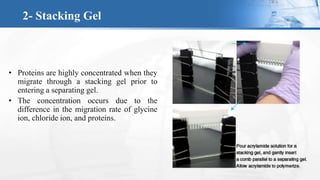 • Proteins are highly concentrated when they
migrate through a stacking gel prior to
entering a separating gel.
• The conc...