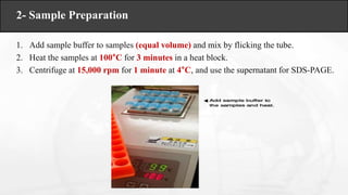 2- Sample Preparation
1. Add sample buffer to samples (equal volume) and mix by flicking the tube.
2. Heat the samples at ...