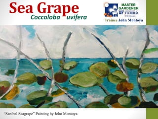 Coccoloba uvifera
Sea Grape
“Sanibel Seagrape” Painting by John Montoya
Trainee John Montoya
 