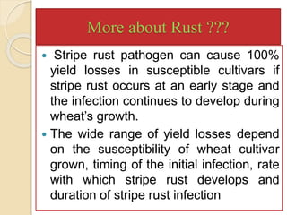Yield Component Rust Genetics of Yellow Rust Resistance in Wheat | PPTX