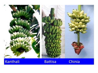 Kanthali Battisa Chinia
 