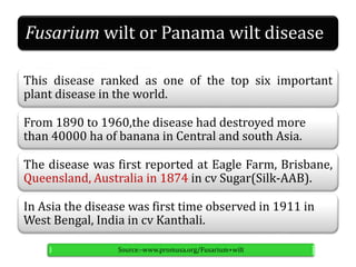 Fusarium wilt or Panama wilt disease
This disease ranked as one of the top six important
plant disease in the world.
From 1890 to 1960,the disease had destroyed more
than 40000 ha of banana in Central and south Asia.
The disease was first reported at Eagle Farm, Brisbane,
Queensland, Australia in 1874 in cv Sugar(Silk-AAB).
In Asia the disease was first time observed in 1911 in
West Bengal, India in cv Kanthali.
Source:-www.promusa.org/Fusarium+wilt
 