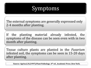 Symptoms
The external symptoms are generally expressed only
2-4 months after planting.
If the planting material already infested, the
symptoms of the disease can be seen even with in two
month after planting.
Tissue culture plants are planted in the Fusarium
infested soil, the symptoms can be seen in 15-20 days
after planting.
Source:-Agrios,G.N.(1997).Plant Pathology .4th ed. ,Academic Press ,New York.
 