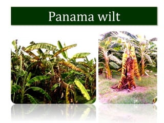 Panama wilt
 